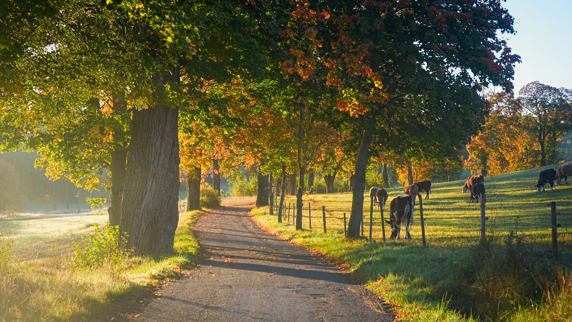 scenic autumn pathway with grazing cows